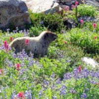 groundhog wants waffles