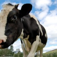 Global Vegan Waffle Party SpokesCow Dylan