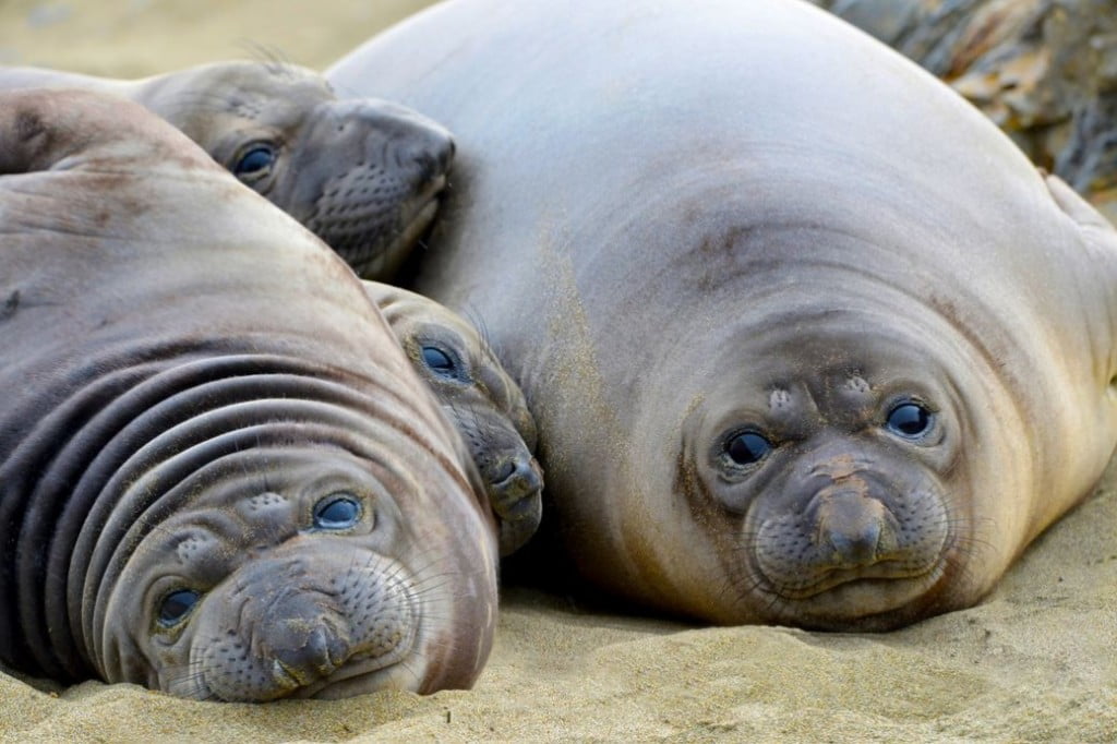 Elephant seals love to snuggle at a vegan waffle party (Fotolia)