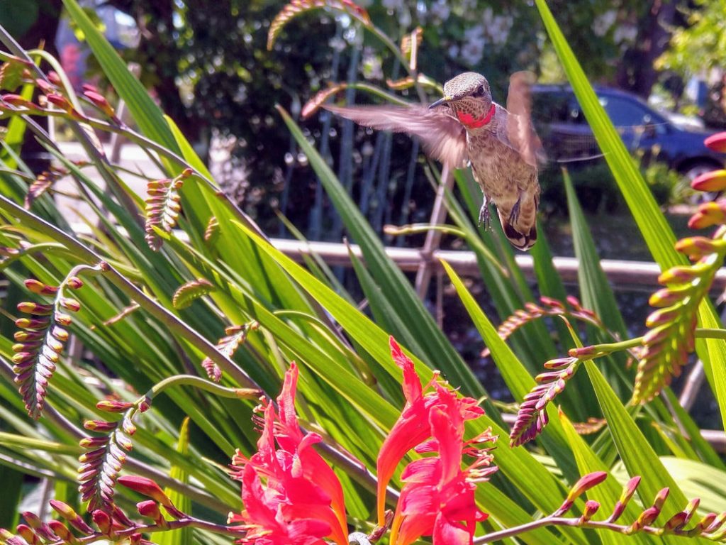 hummingbird that inspired global vegan waffle cookbook cover 3